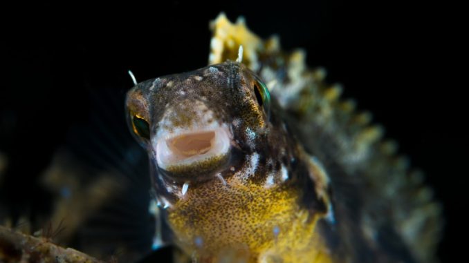 The Full Dragon Goby Care Information