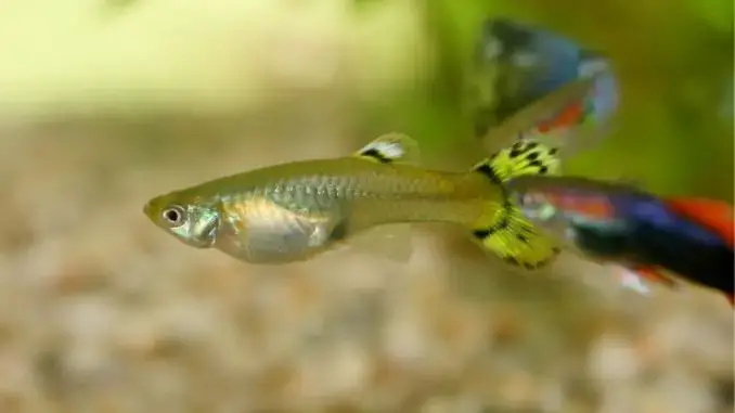 Why is my guppies shaking? How to prevent and when to seek care