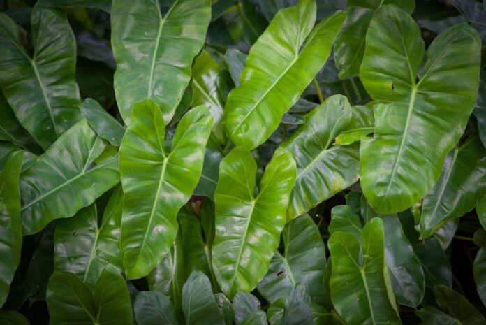 Your complete information on protecting philodendron in an aquarium 

